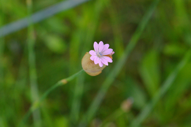 DSC_0088.jpg