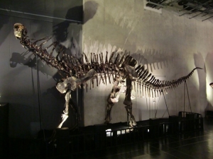 Amargasaurus cazaui 001