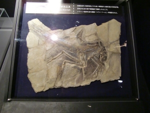Anchiornis huxleyi 001
