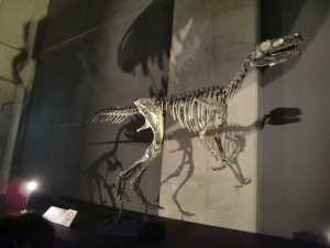 Herrerasaurus ischigualastensis 001
