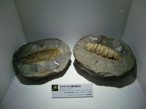 Coprolite of Tylosaurus
