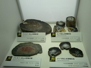 Mineralized dinosaur bones