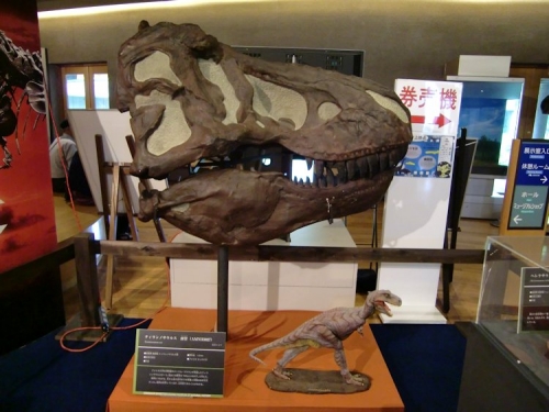 T・rex skull (AMNH5027)