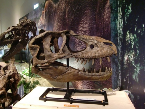 Gorgosaurus 6