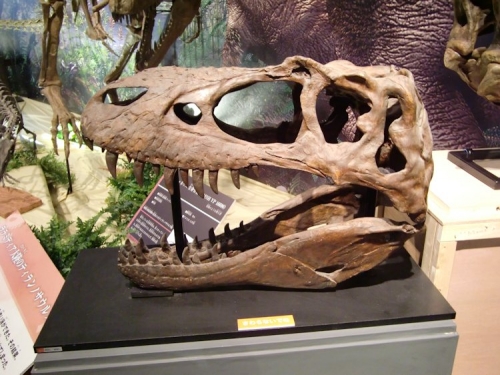 Albertosaurus 4