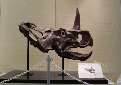 Centrosaurus apertus 001