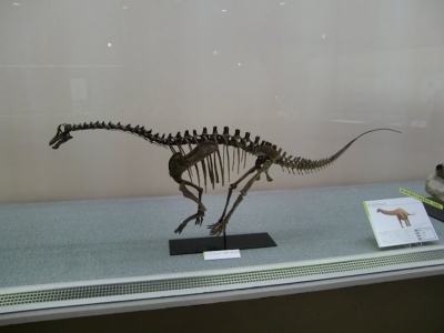 Juvenile Apatosaurus