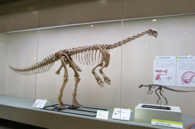 Plateosaurus engelhardti 001