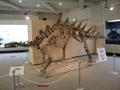 Tuojiangosaurus 3