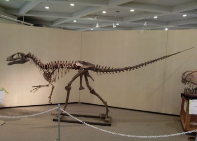 Utahraptor ostrommaysorum 001