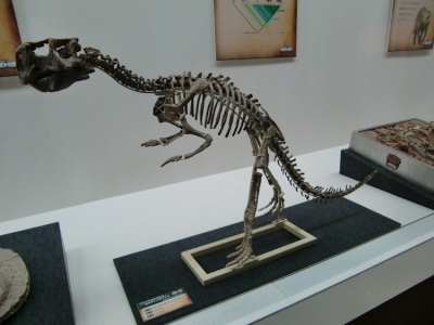 Psittacosaurus lujiatunensis 1