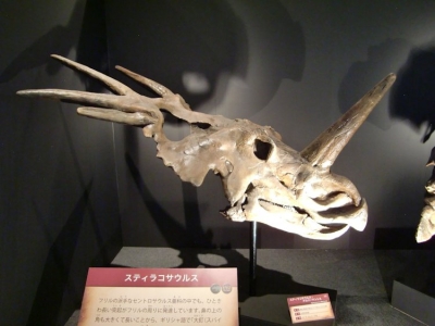Styracosaurus_4