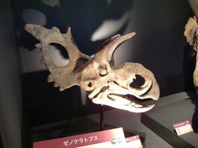 Xenoceratops foremostensis 1