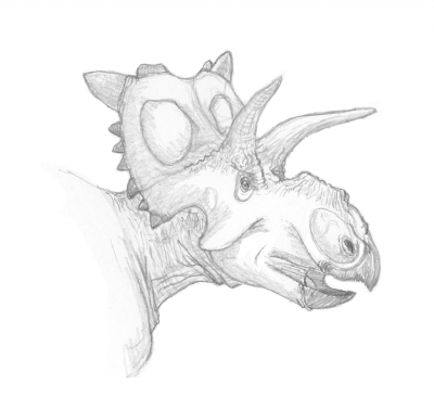 Xenoceratops foremostensis 2