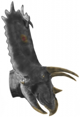 Pentaceratops sternbergii 2