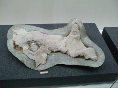 Sinoceratops zhuchengensis_1