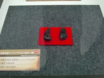 Japanese Tyranno teeth 1