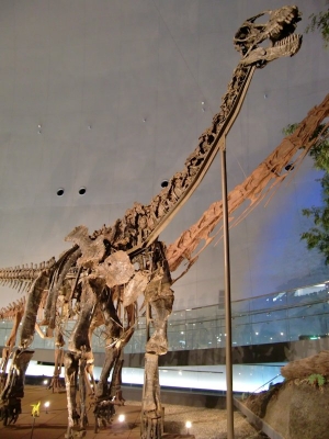 Camarasaurus 5
