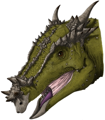 Dracorex hogwartsia_2