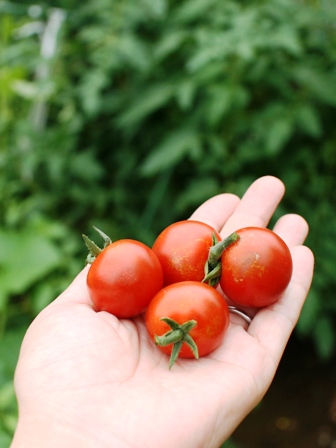 20160702ミニトマト収穫
