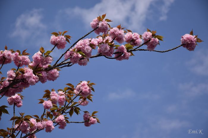 057-Emi-八重桜