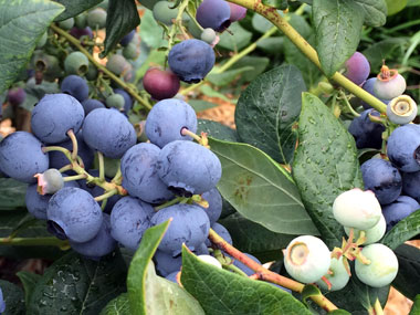 blueberry-picking_2.jpg