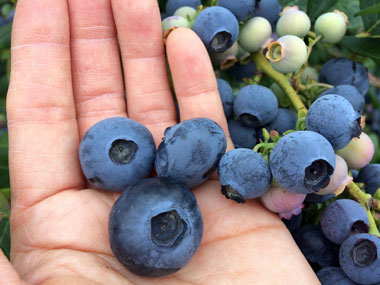 blueberry-picking_3.jpg