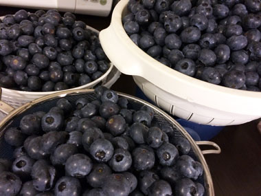 blueberry-picking_4.jpg
