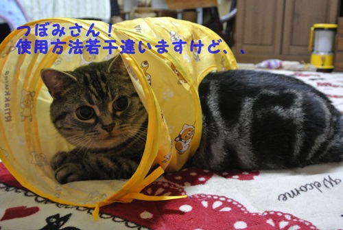 どう使おうと僕の勝手でしょ