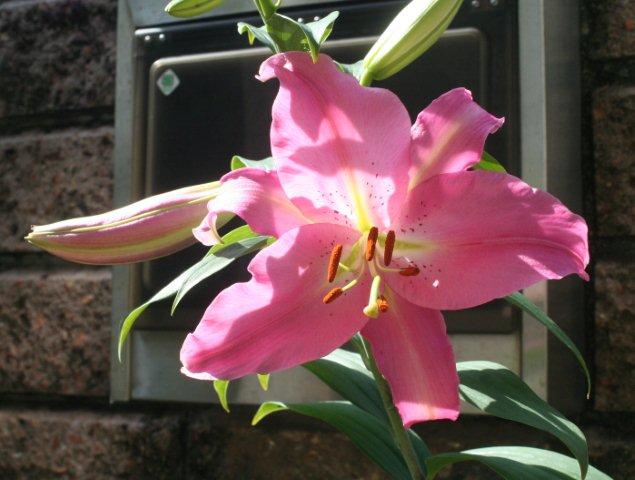 Oriental lily -2