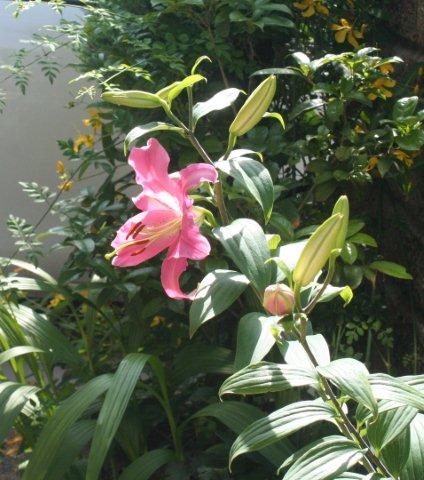 Oriental lily -3