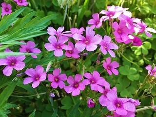 矢田川　ピンクの花