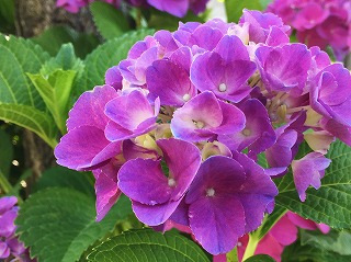 紫陽花2016 紫