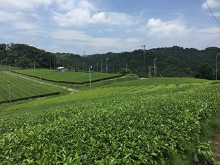 茶畑２