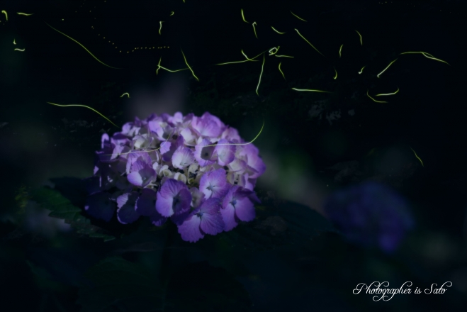 紫陽花とホタル2JT