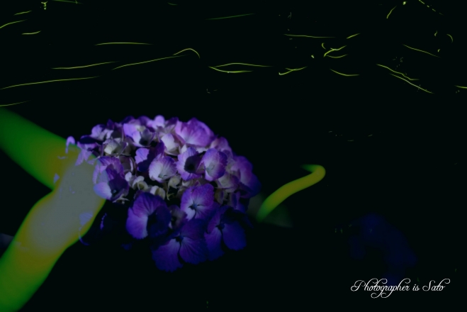 紫陽花とホタル３JT