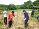 麦刈り (1)