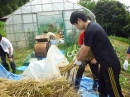 麦刈り (2)