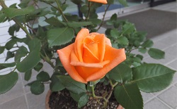 オレンジ色のバラ１