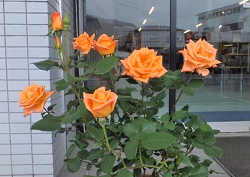 オレンジ色のバラ２