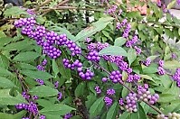紫のツブ