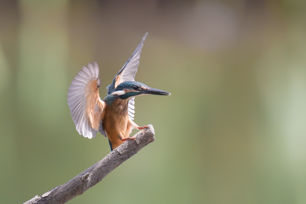 DSC_7001-2.jpg