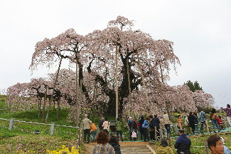 滝桜１