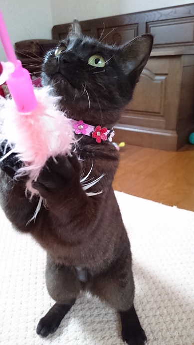 保護猫ジジ６