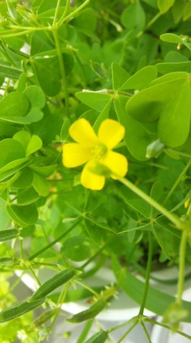花2