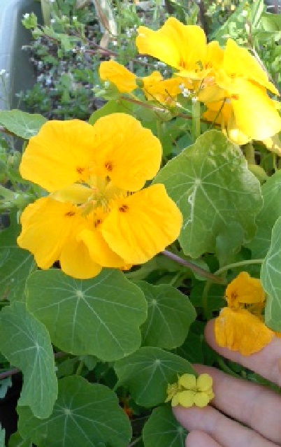 大きな黄色のお花の横でひっそり咲いていた菜の花。