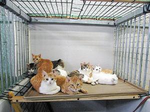 長野県猫遺棄山中で何者かに遺棄されたとみられる猫たち3