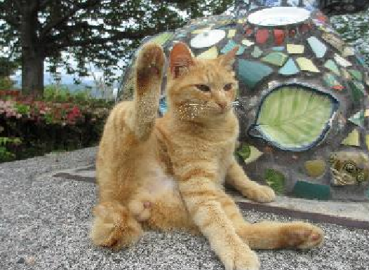 松山総合公園のアイドル猫だったチャチャも、2012年6月のある日から、突然姿がみえなくなりました。