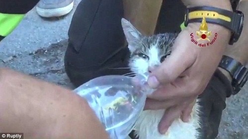 アマトリーチェで２９日、がれきの中から救出された猫