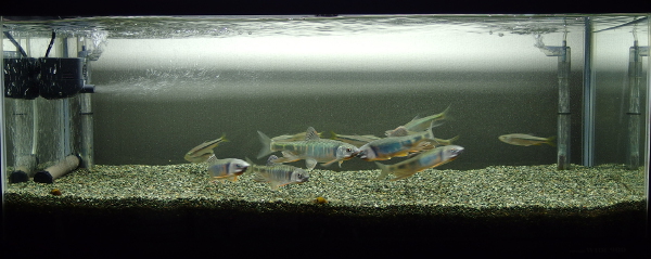日本淡水魚90cmスリム水槽 オイカワ カワムツ ヌマムツ 16 06 近所の自然観察 Log